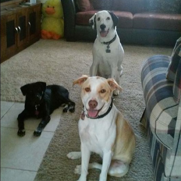 Meet your Posher, Cassie - Picture 4 of 4